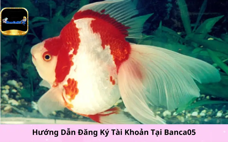 Hướng Dẫn Đăng Ký Tài Khoản Tại Banca05